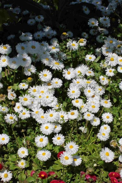 Asiatische Wildaster Aster ageratoides 'Starshine' 5-10 Topf P9 Aster ageratoides 'Starshine'