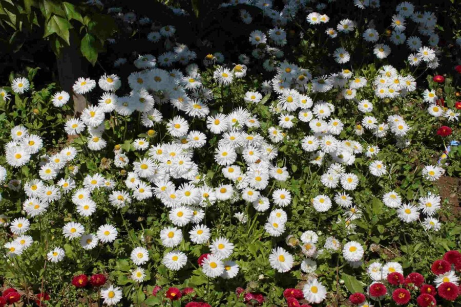 Asiatische Wildaster Aster ageratoides 'Starshine' 5-10 Topf P9 Aster ageratoides 'Starshine'