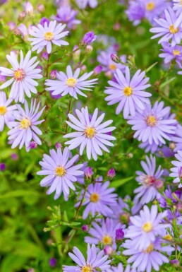 Kleinblütige aster Aster cordifolius 'Little Carlow' 5-10 Topf P9 Aster cordifolius 'Little Carlow'