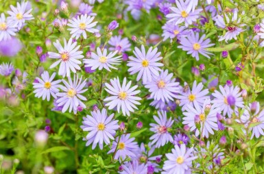 Kleinblütige aster Aster cordifolius 'Little Carlow' 5-10 Topf P9 Aster cordifolius 'Little Carlow'