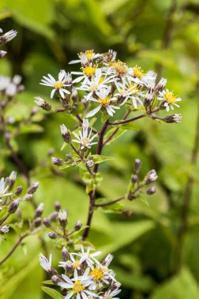 Weiße aster Aster divaricatus 5-10 Topf P9 Aster divaricatus