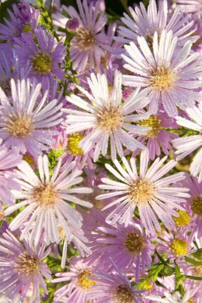 Myrten-Aster Aster pringlei 'Pink Star' 5-10 Topf P9 Aster pringlei 'Pink Star'