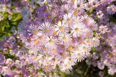 Myrten-Aster Aster pringlei 'Pink Star' 5-10 Topf P9 Aster pringlei 'Pink Star'