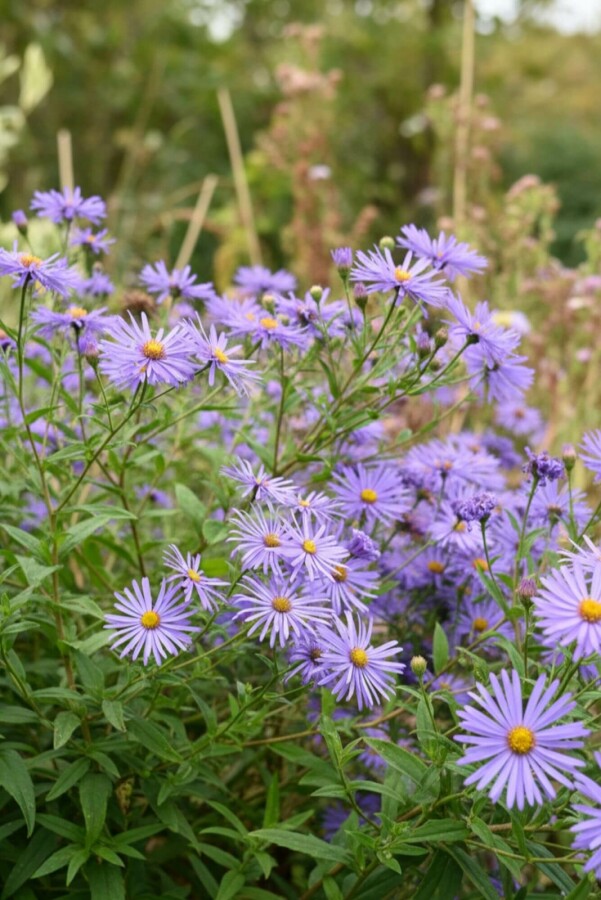 Sommeraster Aster thomsonii 5-10 Topf P9 Aster thomsonii
