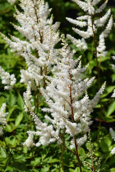 Prachtspiere Astilbe arendsii 'Brautschleier' 5-10 Topf P9 Astilbe arendsii 'Brautschleier'
