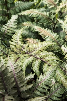 Japanischer regenbogenfarn Athyrium niponicum 'Metallicum' 5-10 Topf P9 Athyrium niponicum 'Metallicum'