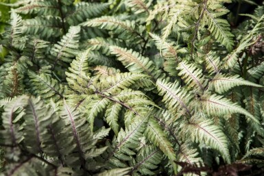 Japanischer regenbogenfarn Athyrium niponicum 'Metallicum' 5-10 Topf P9 Athyrium niponicum 'Metallicum'