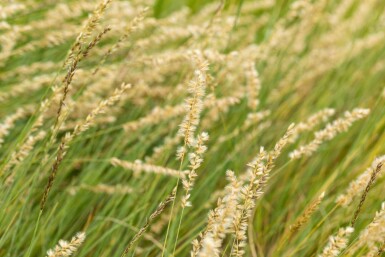 Moskitogras Bouteloua gracilis 5-10 Topf P9 Bouteloua gracilis