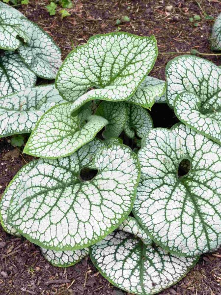 Großblättriges kaukasusvergissmeinnicht Brunnera macrophylla 'Sea Heart' 5-10 Topf P9 Brunnera macrophylla 'Sea Heart'