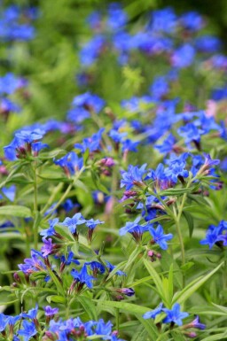 Blauer steinsame Buglossoides purpurocaerulea 5-10 Topf P9 Buglossoides purpurocaerulea