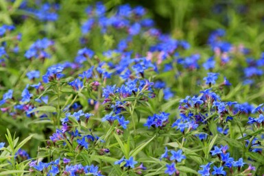 Blauer steinsame Buglossoides purpurocaerulea 5-10 Topf P9 Buglossoides purpurocaerulea