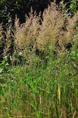 Rohrglanzgras Calamagrostis arundinacea 5-10 Topf P9 Calamagrostis arundinacea