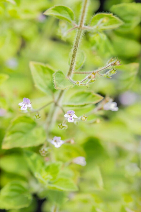 Bergminze Calamintha nepeta 'Blue Cloud' 5-10 Topf P9 Calamintha nepeta 'Blue Cloud'