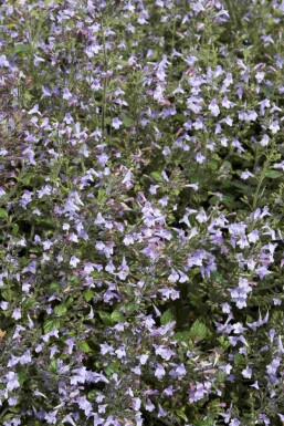 Bergminze Calamintha nepeta 'Marvelette Blue' 5-10 Topf P9 Calamintha nepeta 'Marvelette Blue'