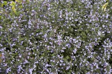 Bergminze Calamintha nepeta 'Marvelette Blue' 5-10 Topf P9 Calamintha nepeta 'Marvelette Blue'
