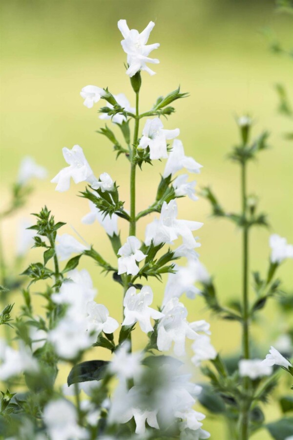 Bergminze Calamintha nepeta 'White Cloud' 5-10 Topf P9 Calamintha nepeta 'White Cloud'