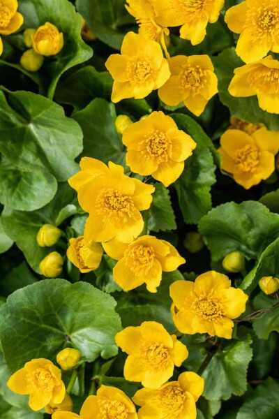 Sumpfdotterblume Caltha palustris 5-10 Topf P9 Caltha palustris