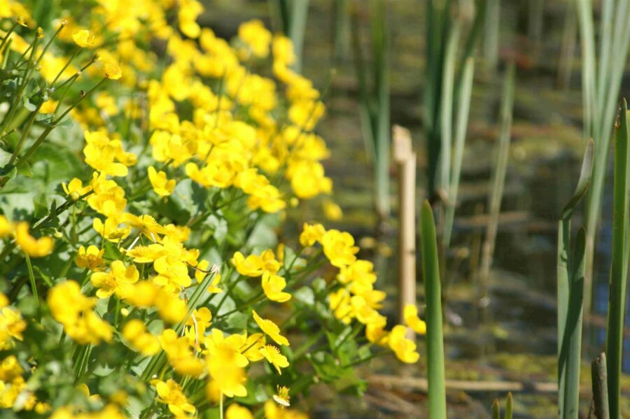 Sumpfdotterblume Caltha palustris 5-10 Topf P9 Caltha palustris