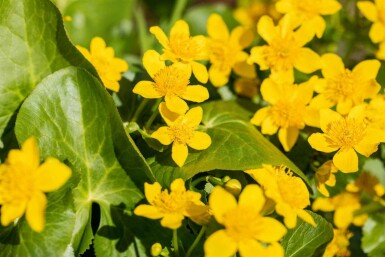 Sumpfdotterblume Caltha palustris 5-10 Topf P9 Caltha palustris