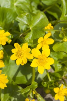 Sumpfdotterblume Caltha palustris 5-10 Topf P9 Caltha palustris