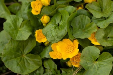 Sumpfdotterblume Caltha palustris 5-10 Topf P9 Caltha palustris