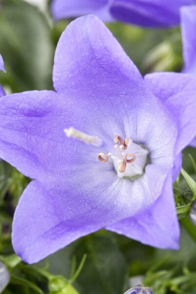 Kleine glockenblume Campanula cochleariifolia 5-10 Topf P9 Campanula cochleariifolia