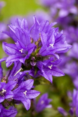 DichtblĂŒtige glockenblume Campanula glomerata 5-10 Topf P9 Campanula glomerata
