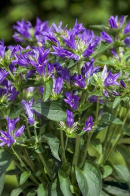 DichtblĂŒtige glockenblume Campanula glomerata 5-10 Topf P9 Campanula glomerata