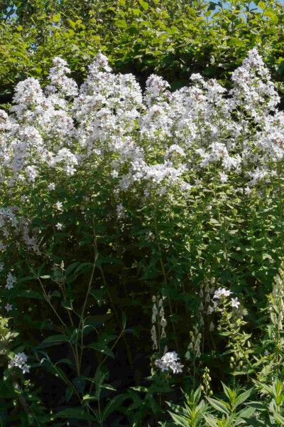 Waldglockenblume Campanula latifolia 'Alba' 5-10 Topf P9 Campanula latifolia 'Alba'