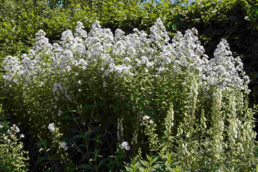 Waldglockenblume Campanula latifolia 'Alba' 5-10 Topf P9 Campanula latifolia 'Alba'