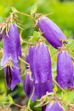 Glockenblume Campanula punctata 'Sarastro' 5-10 Topf P9 Campanula punctata 'Sarastro'