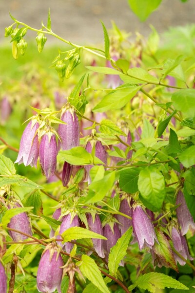Koreanische glockenblume Campanula takesimana 5-10 Topf P9 Campanula takesimana
