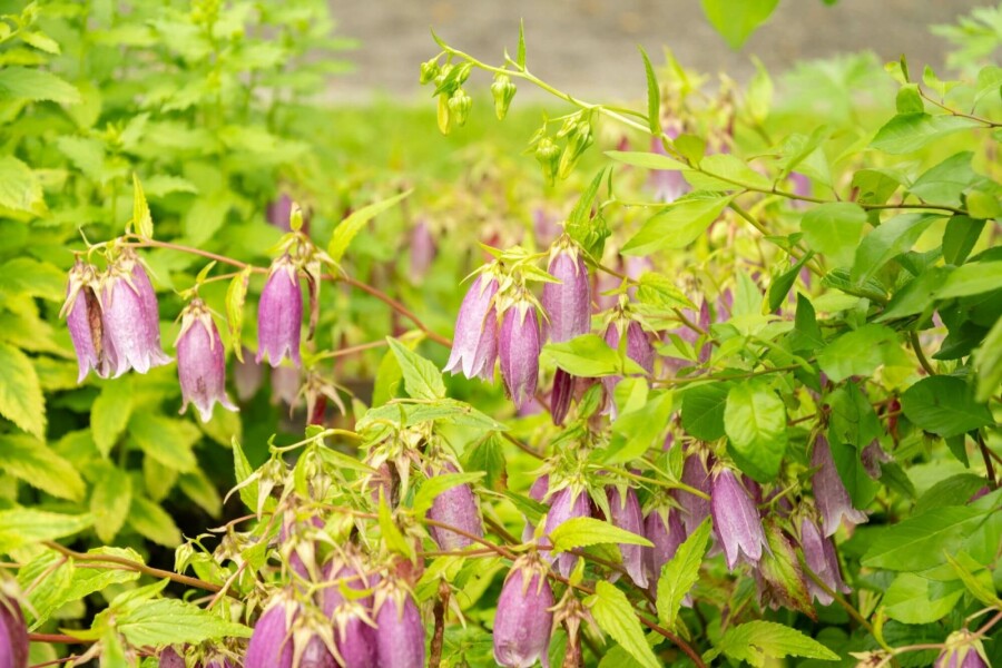 Koreanische glockenblume Campanula takesimana 5-10 Topf P9 Campanula takesimana