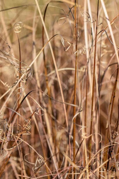 Neuseeland-Segge Carex comans 'Bronze Form' 5-10 Topf P9 Carex comans 'Bronze Form'