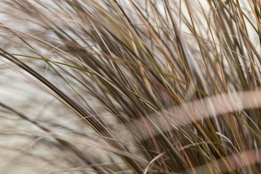 Neuseeland-Segge Carex comans 'Bronze Form' 5-10 Topf P9 Carex comans 'Bronze Form'