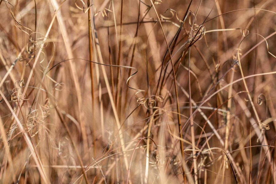 Neuseeland-Segge Carex comans 'Bronze Form' 5-10 Topf P9 Carex comans 'Bronze Form'