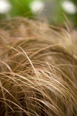 Neuseeland-Segge Carex comans 'Bronze Form' 5-10 Topf P9 Carex comans 'Bronze Form'