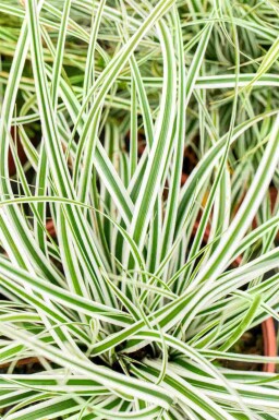 Gelbgrüne Garten-Segge Carex oshimensis 'Everest' 5-10 Topf P9 Carex oshimensis 'Everest'