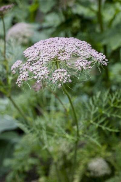 Kümmel Carum carvi 5-10 Topf P9 Carum carvi