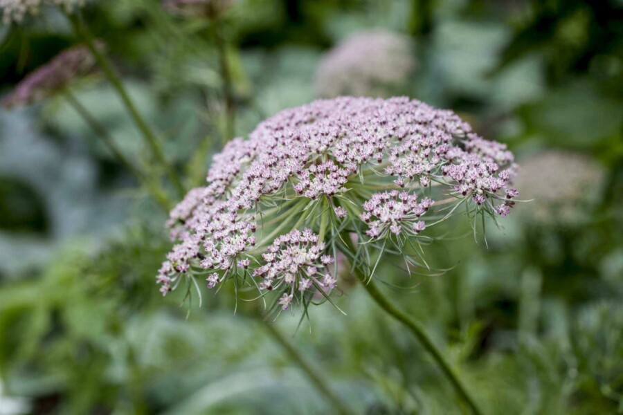 Kümmel Carum carvi 5-10 Topf P9 Carum carvi