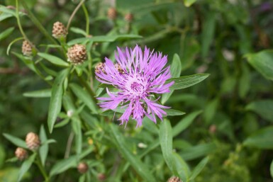 Flockenblume Centaurea jacea 5-10 Topf P9 Centaurea jacea