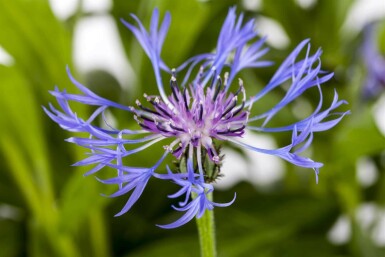 Berg-Flockenblume Centaurea montana 'Grandiflora' 5-10 Topf P9 Centaurea montana 'Grandiflora'