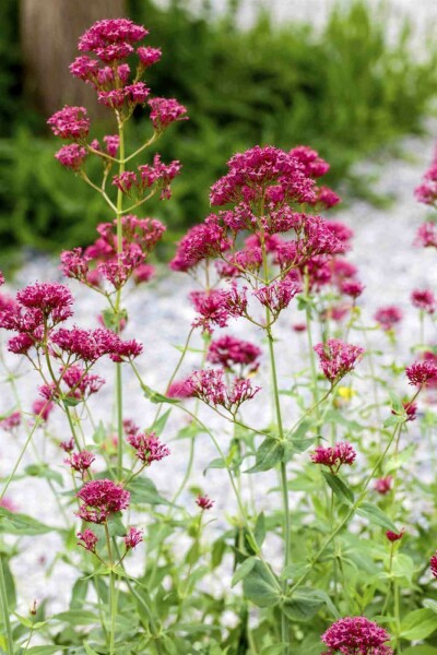 Rote spornblume Centranthus ruber 5-10 Topf P9 Centranthus ruber