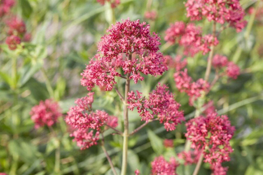 Rote spornblume Centranthus ruber 5-10 Topf P9 Centranthus ruber