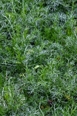 Römische kamille Chamaemelum nobile 'Treneague' 5-10 Topf P9 Chamaemelum nobile 'Treneague'