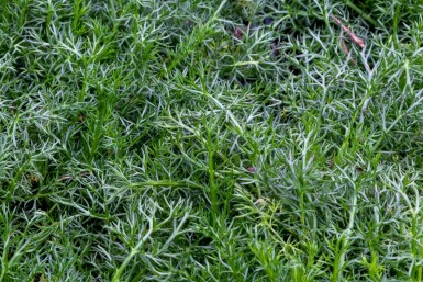 Römische kamille Chamaemelum nobile 'Treneague' 5-10 Topf P9 Chamaemelum nobile 'Treneague'