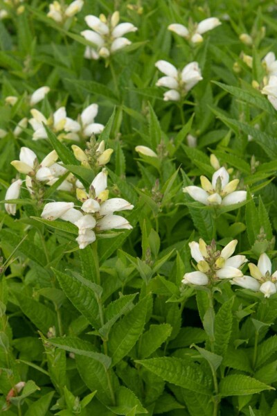 Schildblume Chelone obliqua 'Alba' 5-10 Topf P9 Chelone obliqua 'Alba'