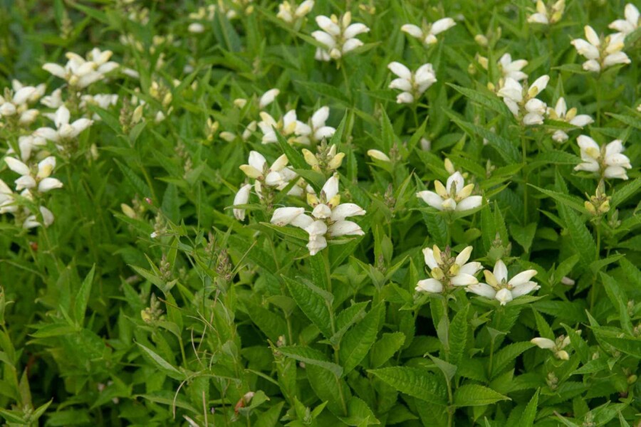 Schildblume Chelone obliqua 'Alba' 5-10 Topf P9 Chelone obliqua 'Alba'