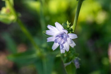 Zichorie Cichorium intybus 5-10 Topf P9 Cichorium intybus