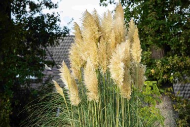 Pampasgras Cortaderia selloana 5-10 Topf P9 Cortaderia selloana
